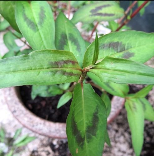 Rau răm ở Việt Nam 2.000 đồng/mớ, sang nước ngoài 250.000 đồng/mớ, còn phải chờ 6 - 10 ngày mới đến lượt mua - Ảnh 8.