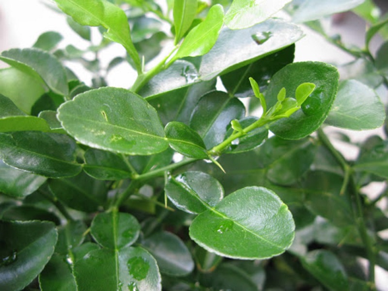 Lá chanh ở Việt Nam mọc đầy vườn, xin đâu cũng có nhưng mang sang nước ngoài bán 6,35 triệu đồng/kg - Ảnh 5.