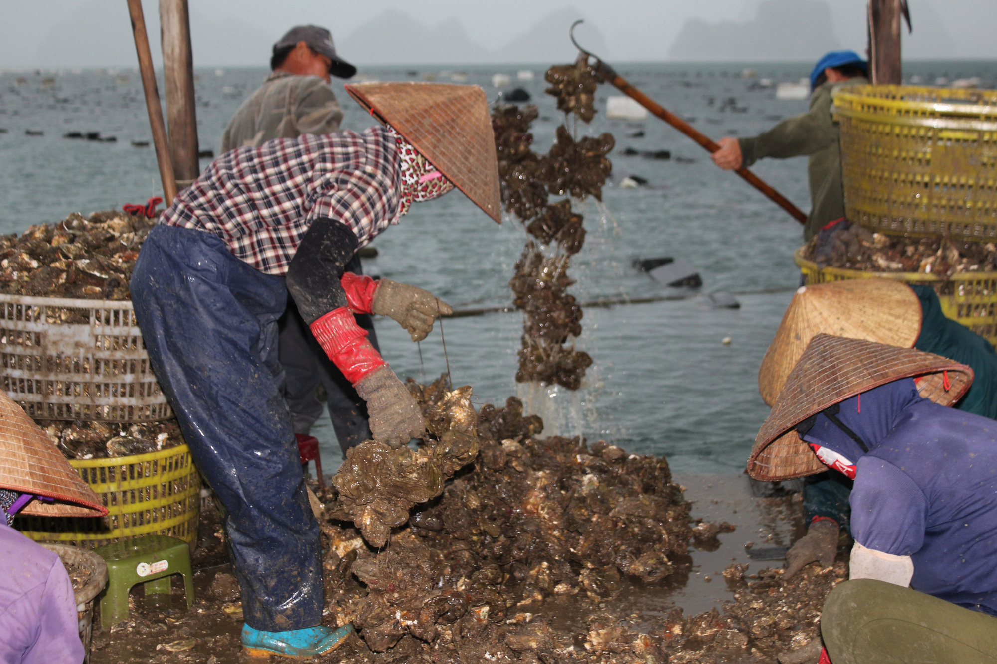 Quảng Ninh: Hàu sữa rớt giá vì dịch COVID-19, ngư dân trắng đêm thu hoạch - Ảnh 4.