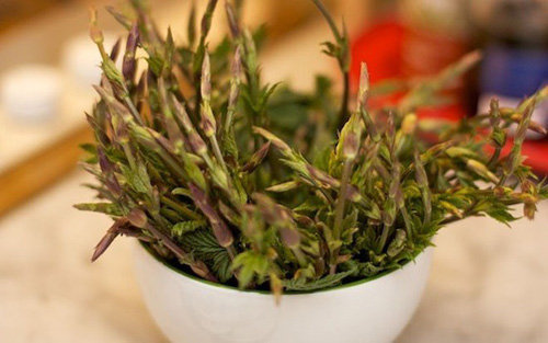 Mỗi năm chỉ nở 1 lần, chồi của loài hoa nhìn như cỏ dại này đến nhà giàu cũng phải xếp hàng săn đón - Ảnh 2.