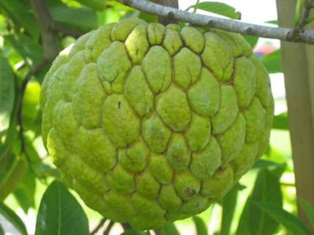 5 loại trái cây không hạt làm mưa làm gió trên thị trường - Ảnh 1.