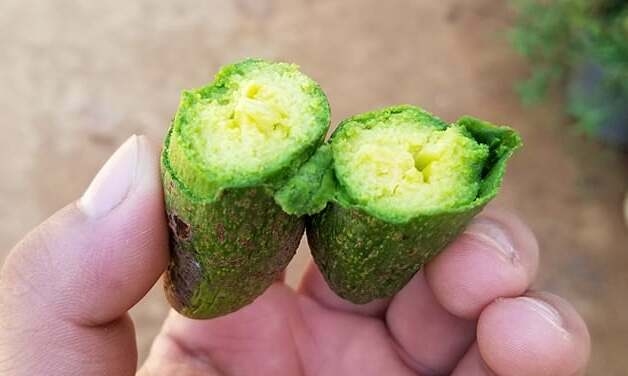 Bơ đực ăn đến nghiện, chị em săn lùng bằng được dù khó đặt hàng - Ảnh 3.