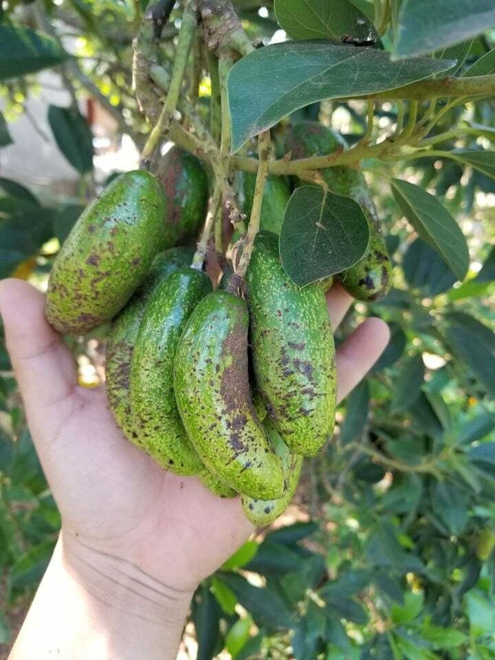 Bơ đực ăn đến nghiện, chị em săn lùng bằng được dù khó đặt hàng - Ảnh 4.