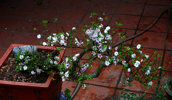 Không phải mai vàng, đây mới là loài mai