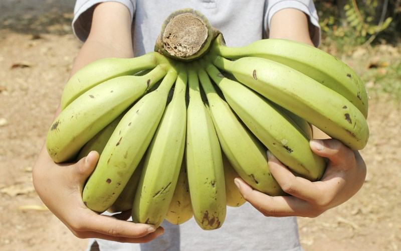 Tiểu thương chỉ điểm cách nhận biết chuối nhúng hóa chất để ép chín