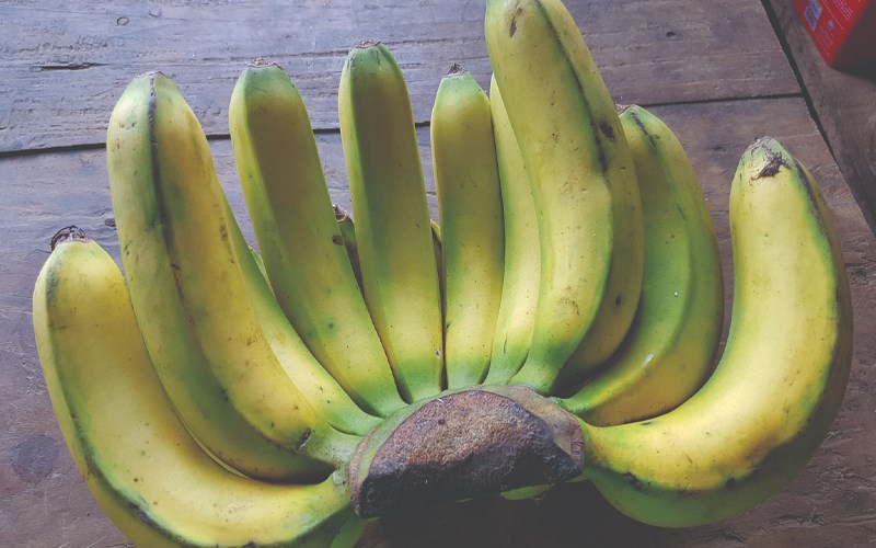 Tiểu thương chỉ điểm cách nhận biết chuối nhúng hóa chất để ép chín