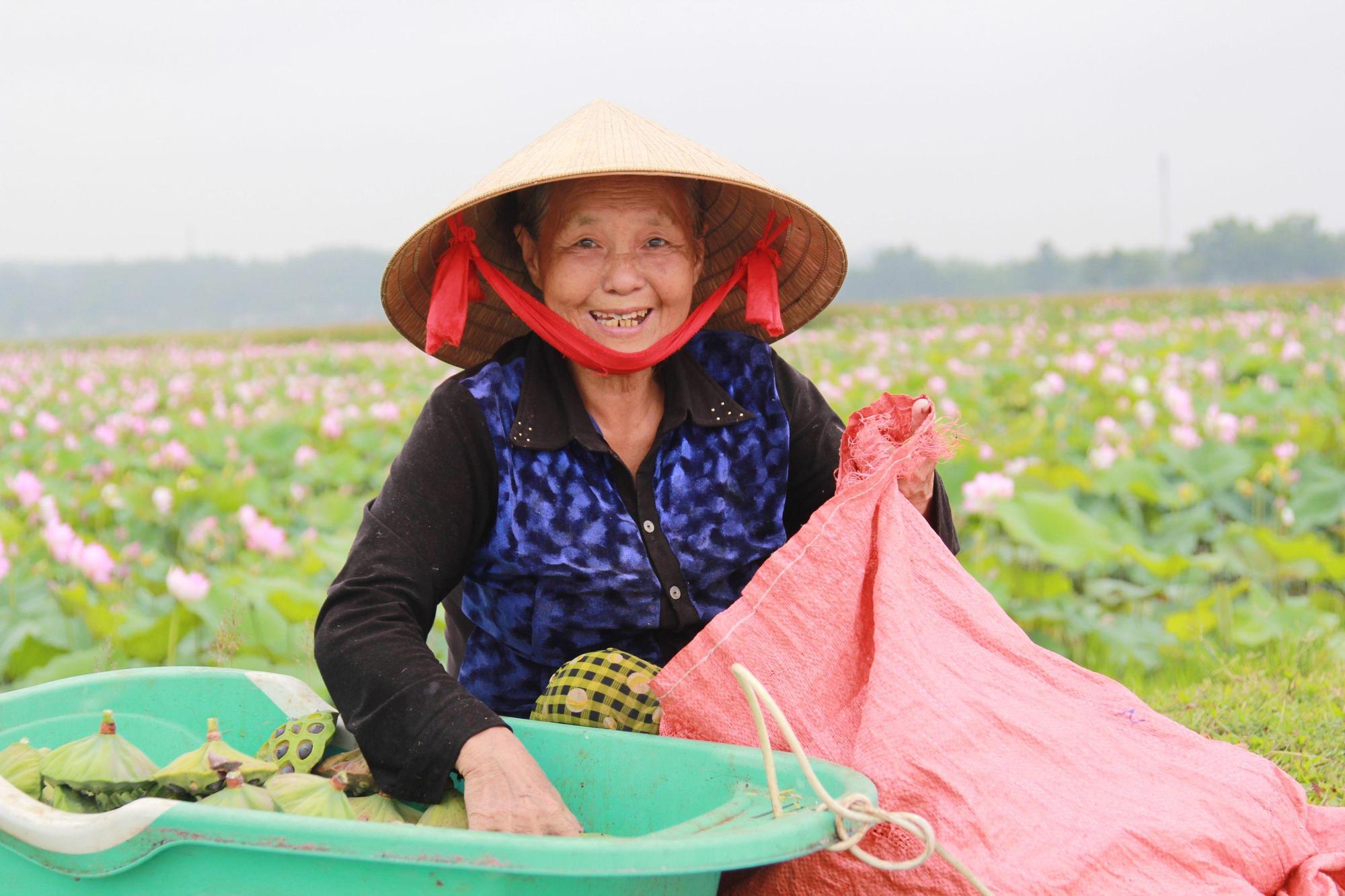 Biến đồng trũng thành đầm sen 7ha, lội bùn hái hoa, cắt đài thu về chục triệu - Ảnh 13.