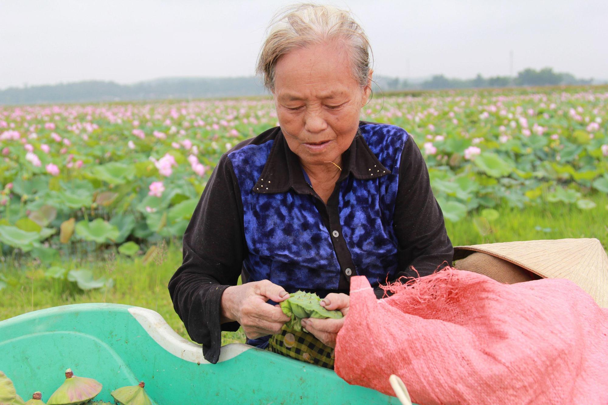 Biến đồng trũng thành đầm sen 7ha, lội bùn hái hoa, cắt đài thu về chục triệu - Ảnh 8. Biến đồng trũng thành đầm sen 7ha, lội bùn hái hoa, cắt đài thu về chục triệu - Ảnh 8.