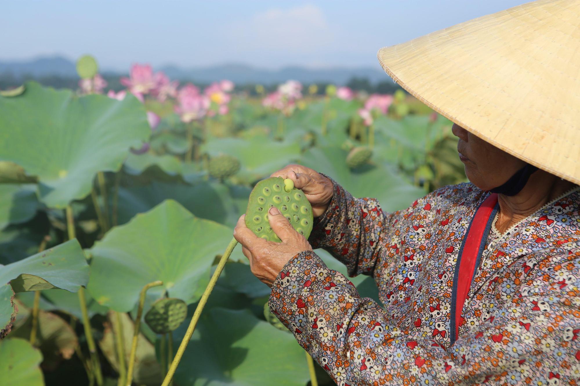 Biến đồng trũng thành đầm sen 7ha, lội bùn hái hoa, cắt đài thu về chục triệu - Ảnh 5.