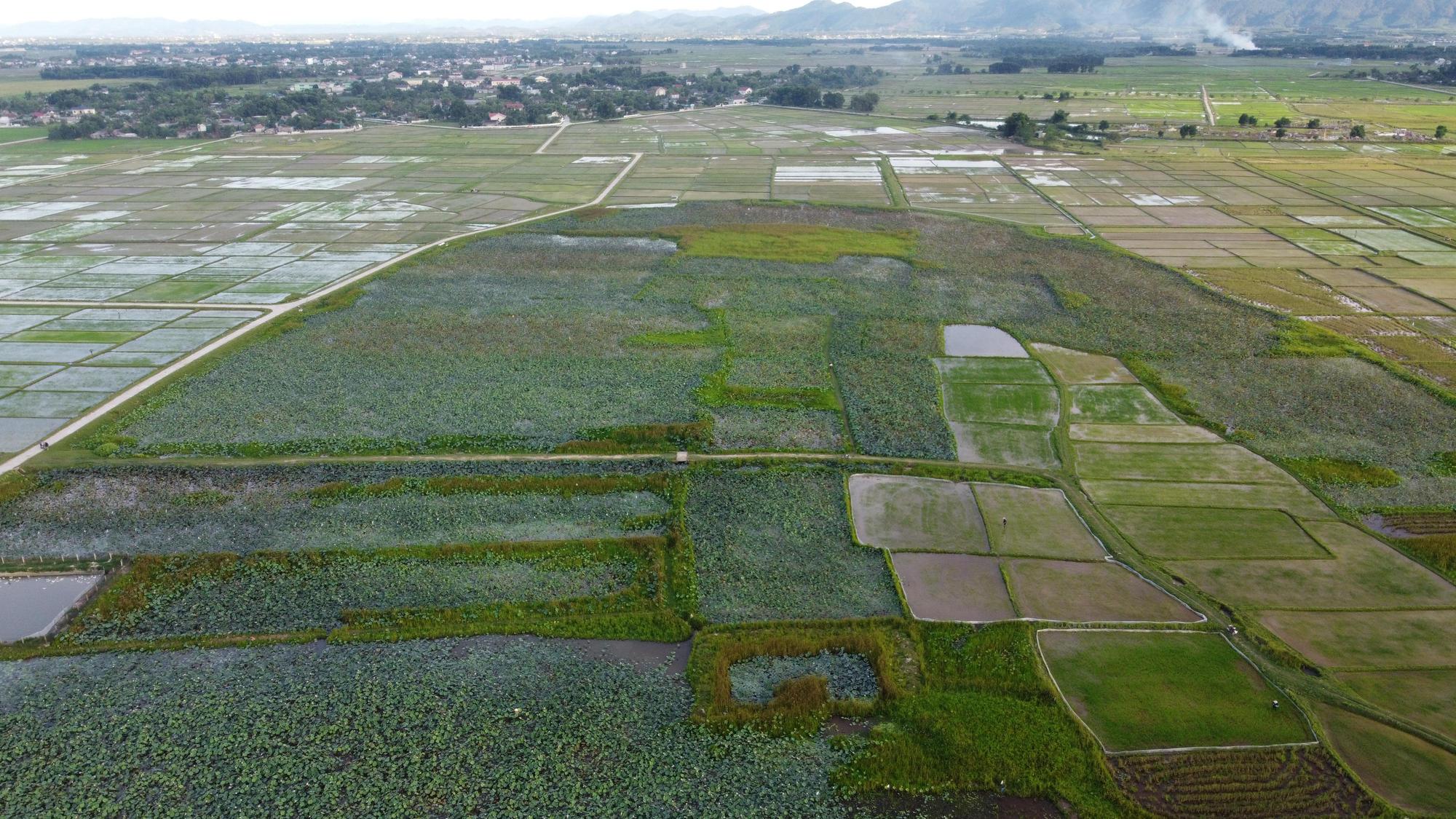 Biến đồng trũng thành đầm sen 7ha, lội bùn hái hoa, cắt đài thu về chục triệu - Ảnh 1.