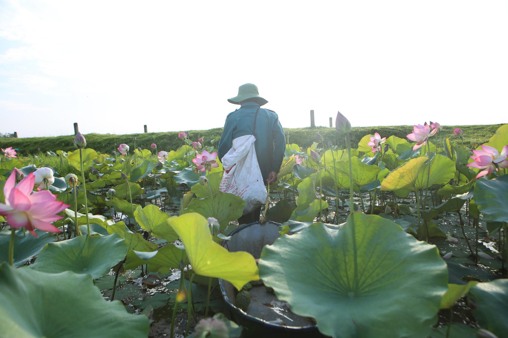 Biến đồng trũng thành đầm sen 7ha, lội bùn hái hoa, cắt đài thu về chục triệu - Ảnh 2.