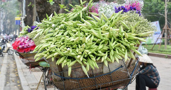 Hoa loa kèn rợp phố Hà Nội, rẻ bằng nửa năm ngoái nhưng không mấy ai mua
