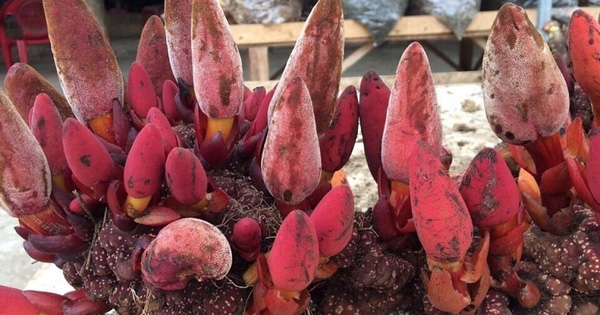 Nấm ngọc cẩu, chị em săn lùng về tẩm bổ cho chồng