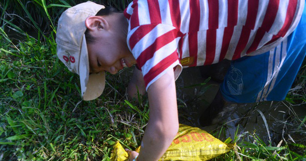 Giá cua đồng tăng cao, người dân đổ xô lội ruộng đi bắt