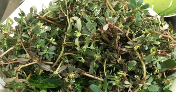 Loài rau dại mọc đầy ở Việt Nam mang sang nước ngoài trở thành 'thần dược', được gọi là rau trường thọ