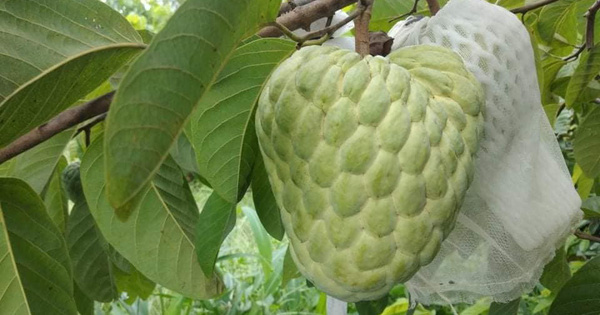 'Nữ hoàng' Lạng Sơn hút khách khi bán online giá chỉ 15.000 đồng/kg