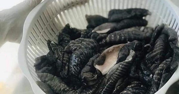 Loại nấm kỳ lạ đang khiến các bà nội trợ thành phố 'sốt rần rần' là nấm gì?