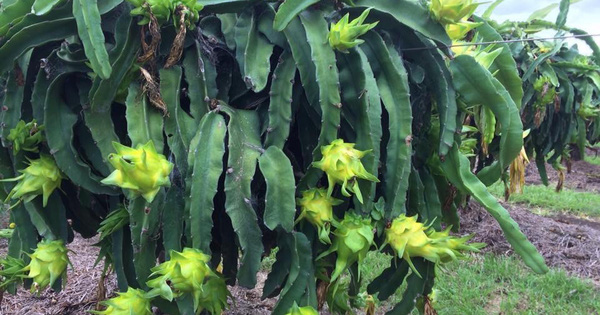 Thanh long vỏ vàng, ruột thơm mùi nhãn, nhiều người tò mò mua ăn thử