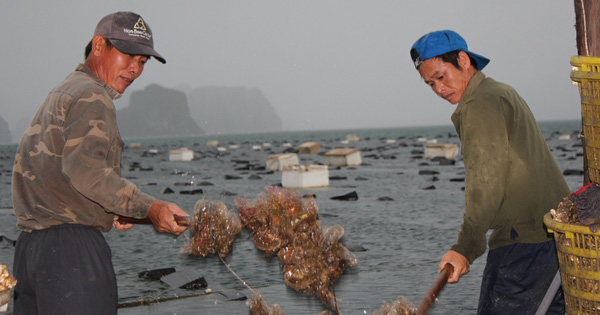 Quảng Ninh: Hàu sữa rớt giá vì dịch Covid-19, ngư dân trắng đêm thu hoạch