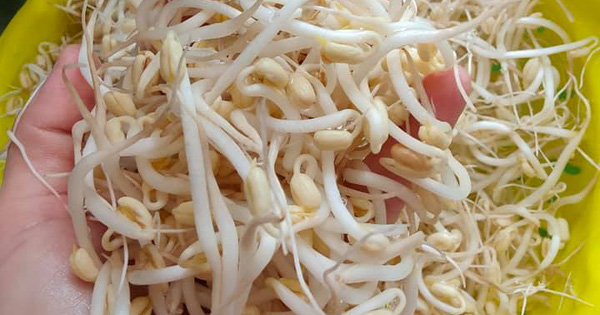 Cách làm giá đỗ đơn giản, sau 3 ngày mầm lên to mập, trắng nõn, giòn ngọt