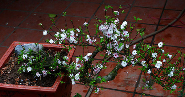 Không phải mai vàng, đây mới là loài mai 'quốc hồn quốc tuý' khiến nhiều người mê mẩn dịp Tết