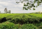 Land fever: The tea farmer suddenly became a rich man, but whenever he had money, he bought more and refused to sell