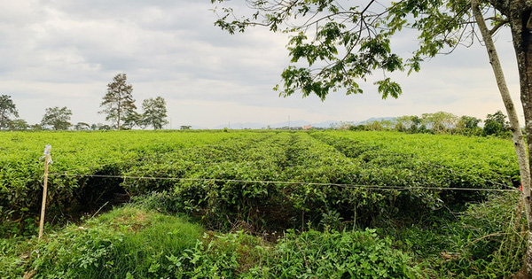 Sốt đất: Anh nông dân trồng chè bỗng thành đại gia nhưng hễ có tiền là mua thêm, không chịu bán ra