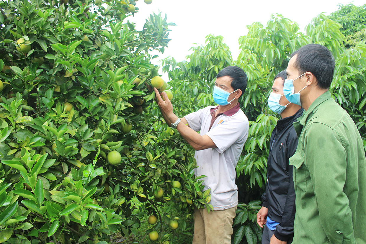 Biến đất hoang thành vườn cây ăn quả, nông dân ở Gia Lai thu hàng trăm triệu đồng