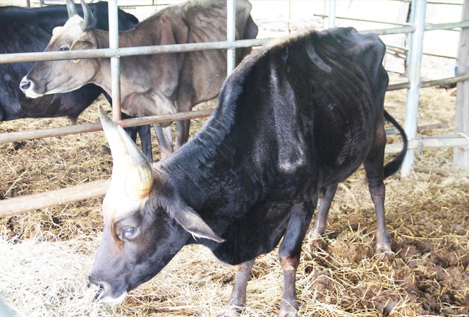 Starving gaurs in Ninh Thuan transferred to national park