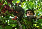 Coffee harvesting season in Central Highlands region