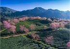 Stunning cherry blossoms in Sapa