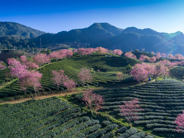Stunning cherry blossoms in Sapa