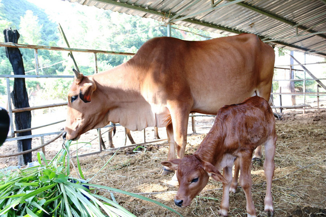 Abandoned rare gaurs develop under care in Ninh Thuan