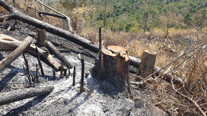 Protective forest destroyed in Dak Lak