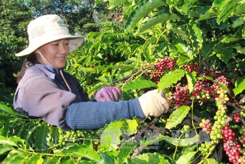 CNN: Vietnamese coffee wakes up the world