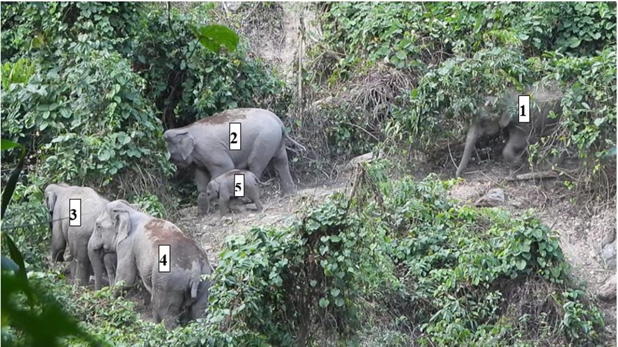 Herd of elephants spotted in Quang Nam forest