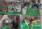 90% of respondents surveyed in Vietnam support closure of illegal wildlife market