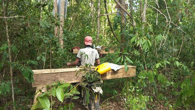 9,000 hectares of forest land stolen in Gia Lai in three years