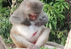 Monkey injured by human activities on Son Tra Peninsula