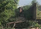 Mahout dies in elephant attack in Dak Lak