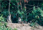 Wild monkeys changing eating habits in Da Nang peninsula