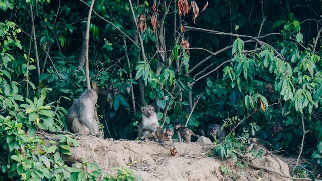 Wild monkeys changing eating habits in Da Nang peninsula