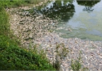 Fish die en masse in Hanoi lake