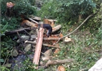 Illegal logging found at Central Highlands forest