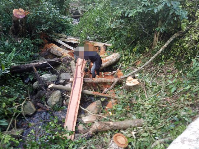 Illegal logging found at Central Highlands forest