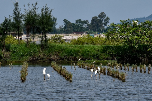 Bird hunting season in Thanh Hoa