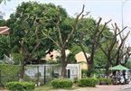 Da Nang trees trimmed during storm season