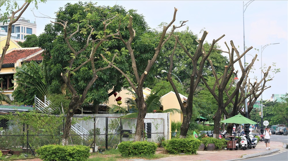 Da Nang trees trimmed during storm season