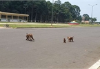 150 monkeys at Tay Ninh holy see proposed to be released