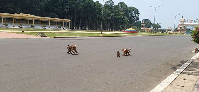 150 monkeys at Tay Ninh holy see proposed to be released